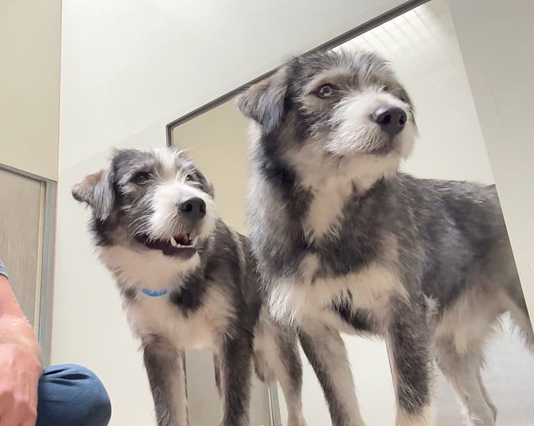 Sitting with dogs: Woody & Buzz