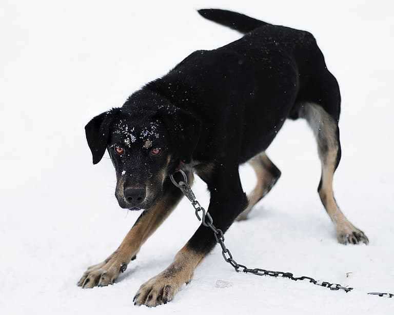 Terrier’s Signs of Aggression Put Him in Danger—Urgent Plea To Help!