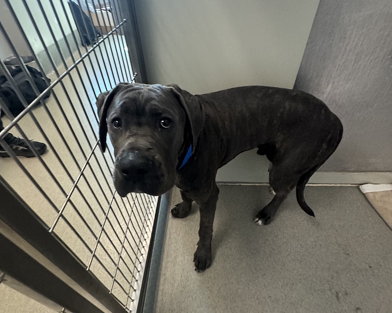 Sitting With Dogs #66: Moose