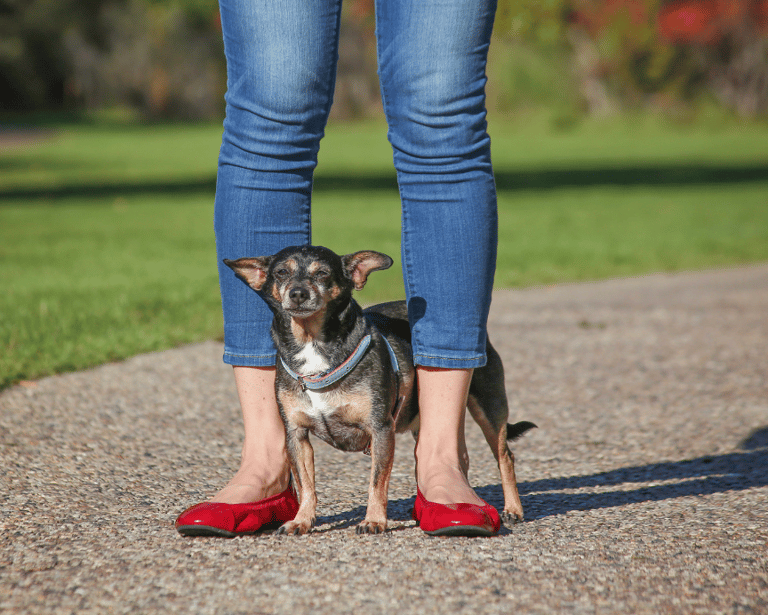 Chihuahuas are the Most Popular Dog. But are They the Most Overrated?