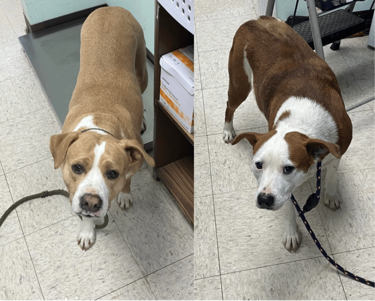 bonded pair