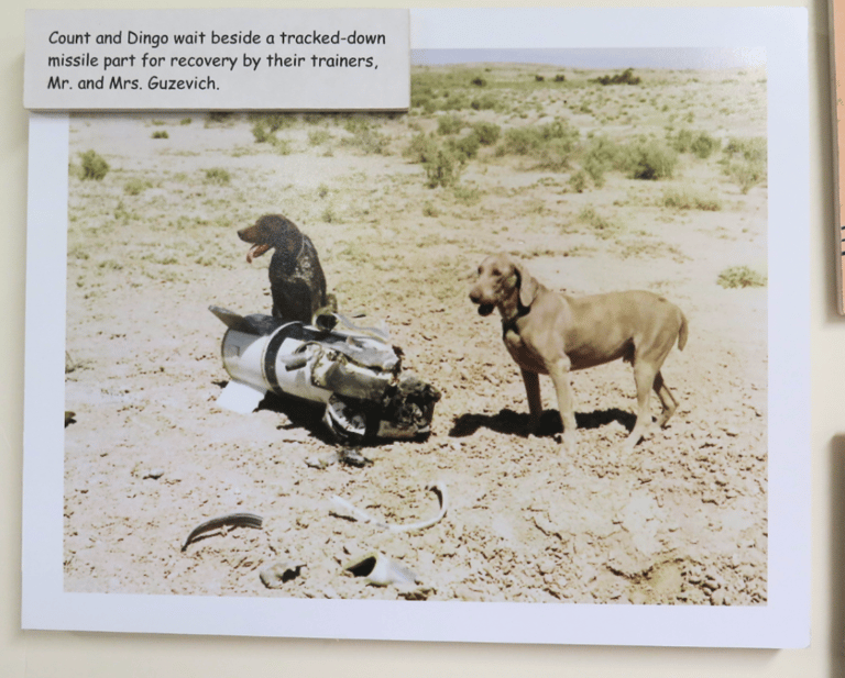 Here's How This Weimaraner Became a Surprising Cold War Hero