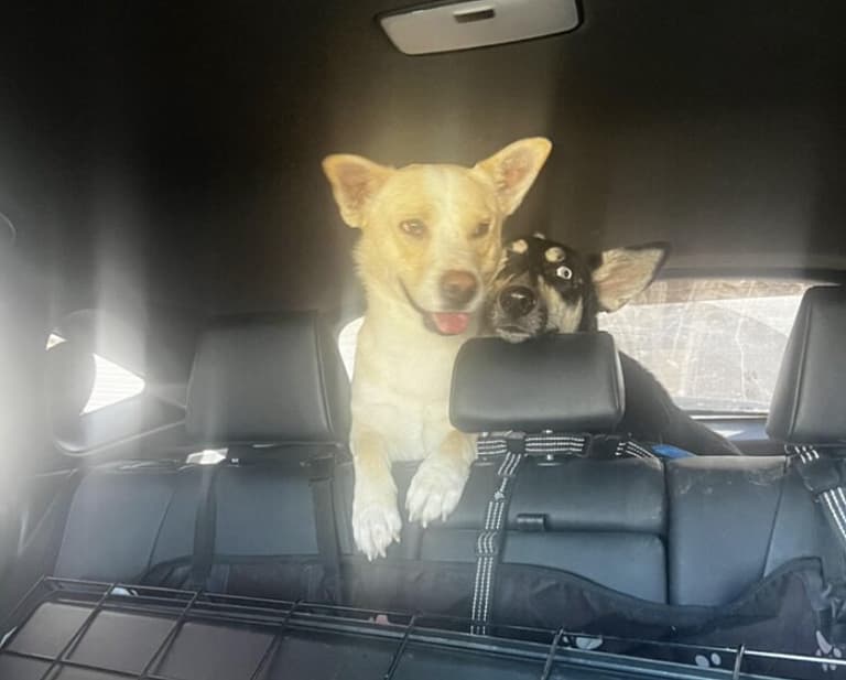 mama and dad on their freedom ride