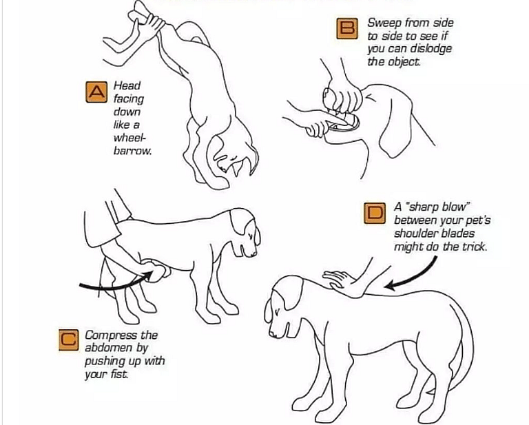 Quick-Thinking French Bulldog Owner Saves Pup's Life with Dog Heimlich—Watch the Incredible Moment!