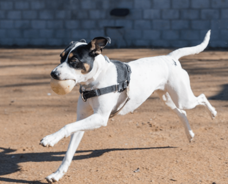 Jane, Dog up for adoption