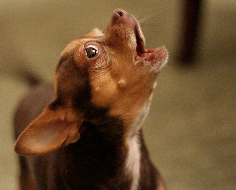 Annoying Dog Owner Traits