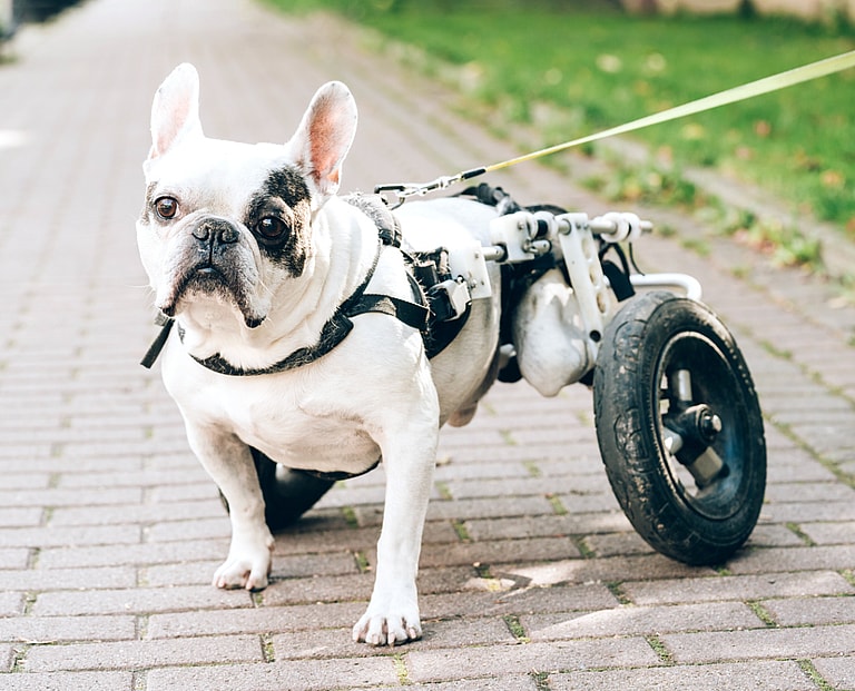 French Bulldog’s Lifespan