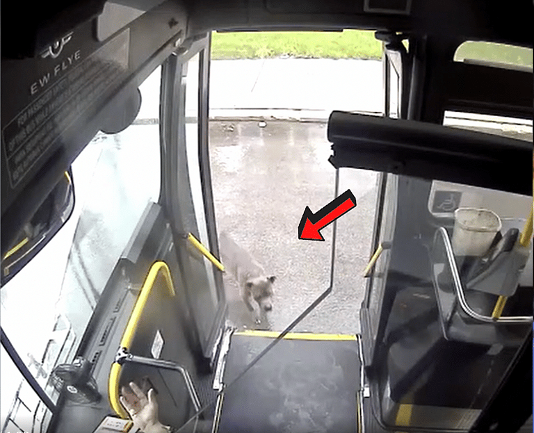 Lost Dog Weaves Through Dangerous City Traffic Until Saved by Kindhearted Bus Driver