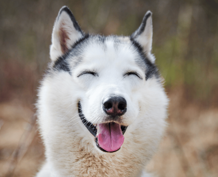 Gender-Neutral Dog Names