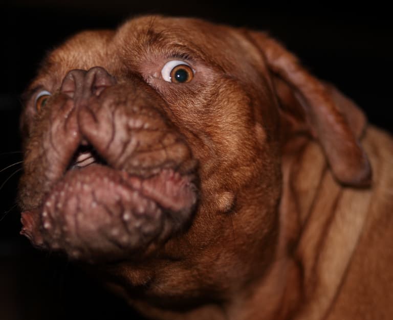 Funny Dog Names