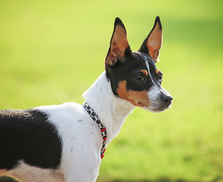 Rat catching dog: Tiny But Mighty: How One Small Dog Breed Revolutionized Pest Control in the 19th Century