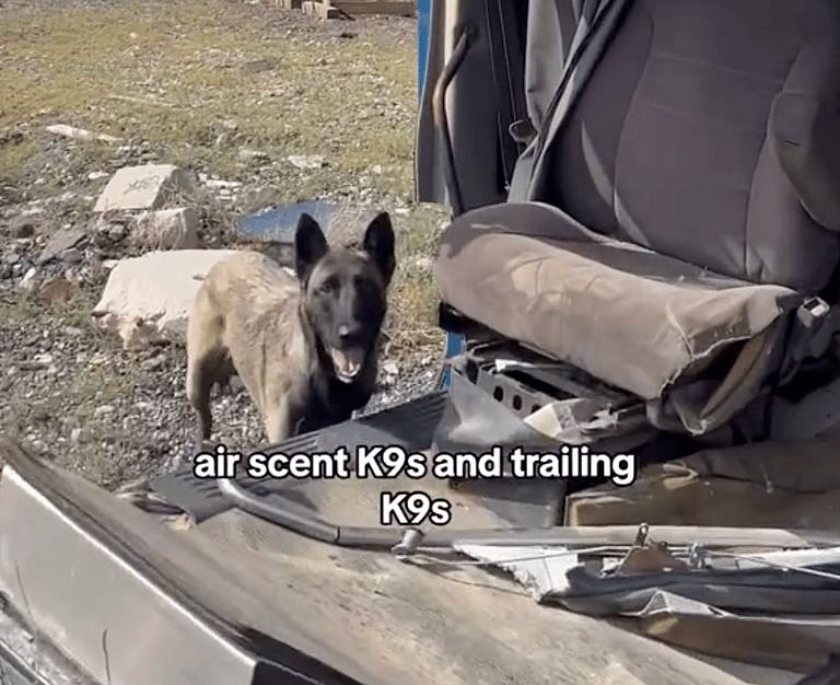 search and rescue dog news