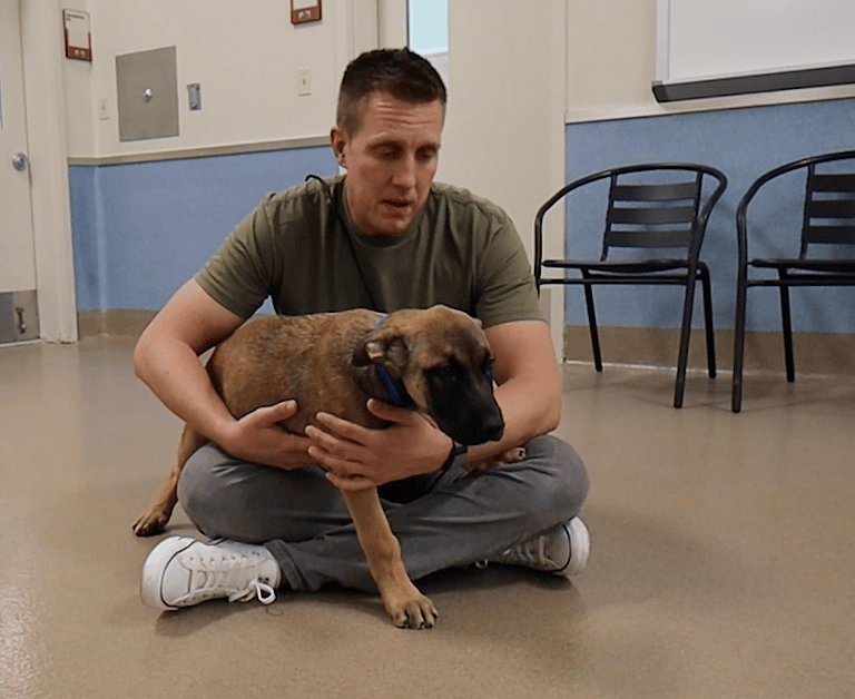 Dog Was Left At The Shelter