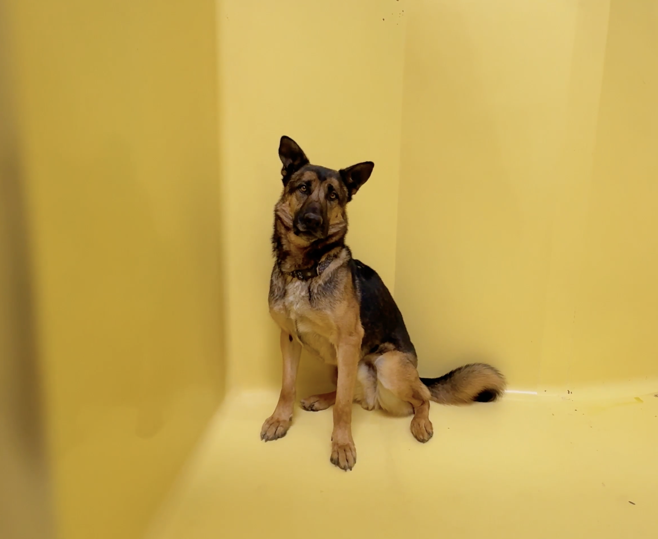 Sitting with dogs: Longest-Resident Shelter Dog Keeps Lonely Watch As People Overlook Him Day After Day
