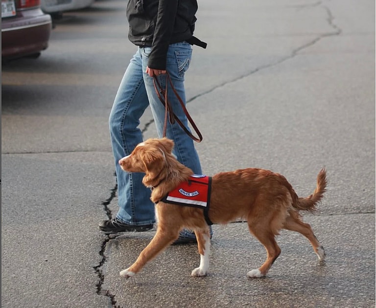 Why Viral ‘Fake Service Dog’ Videos Might Be Misleading—Here’s the Truth About New Service Dogs and Emotional Support Animals