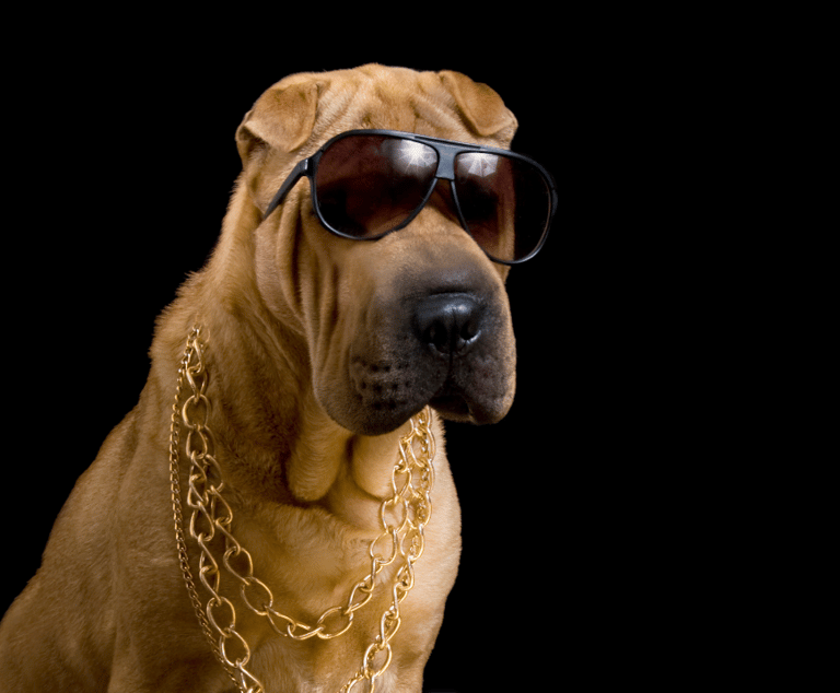 Italian Dog Names