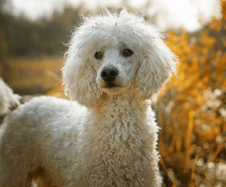 Poodle Names