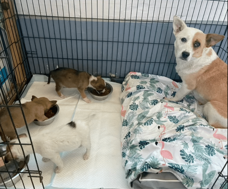 Mama Dog's Selfless Actions Led Rescuers Straight to Her Hidden Puppies