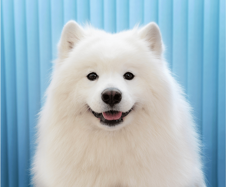 French Dog Names: cute white dog 