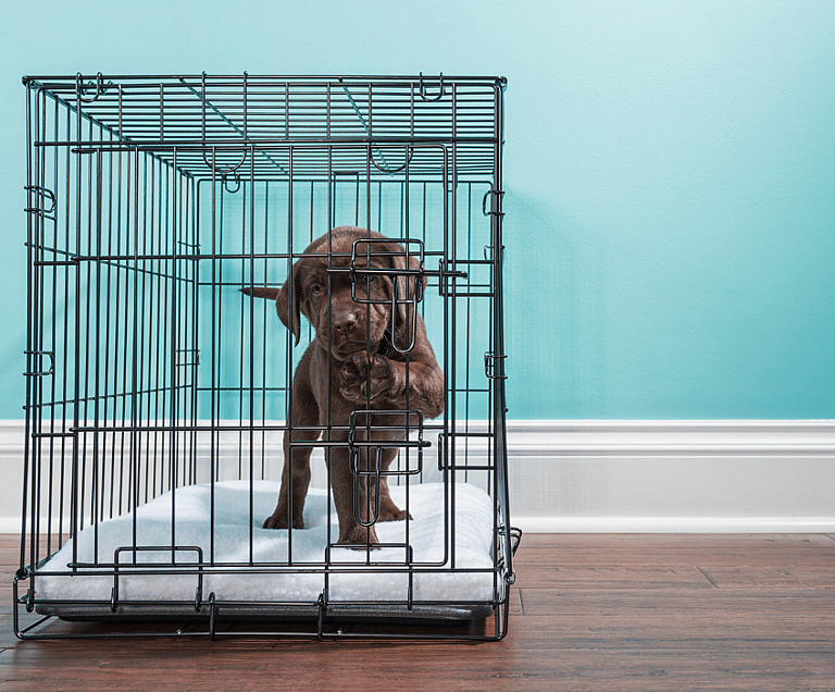 How to Get A Dog to Stop Barking