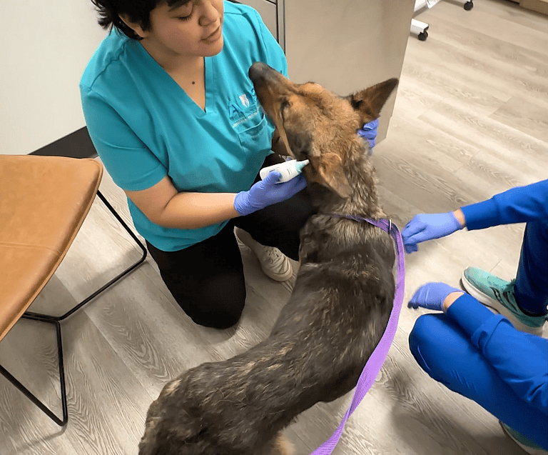 Macy: Her Tail-Wagging Joy Is Priceless After Rescuers Helped This Skeletal Sweetheart Gain 20 Pounds