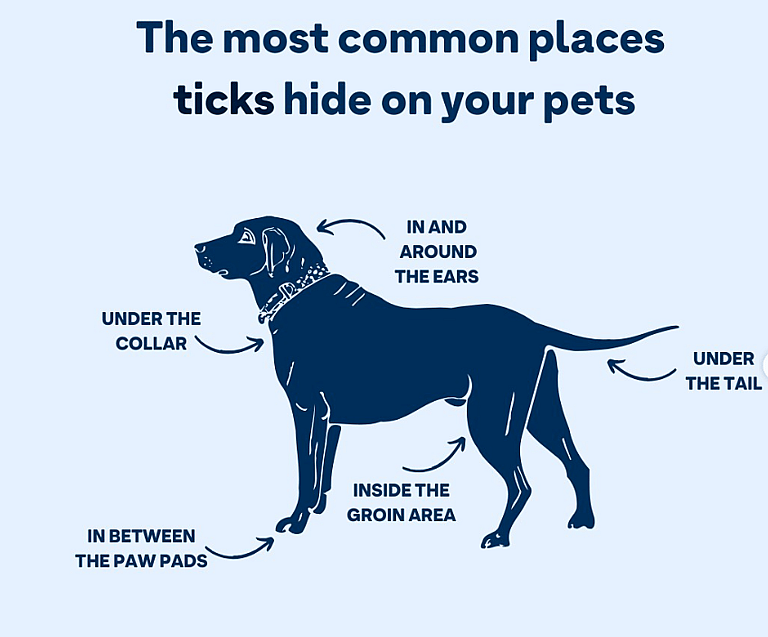 Happy Tears as Malnourished Stray Husky With Tick Paralysis Finally Climbs Stairs on His Own