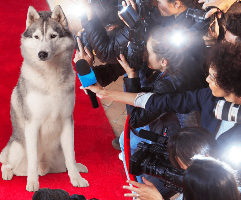 Husky Dog Name