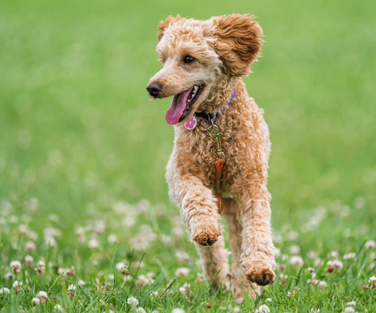 Poodle Names