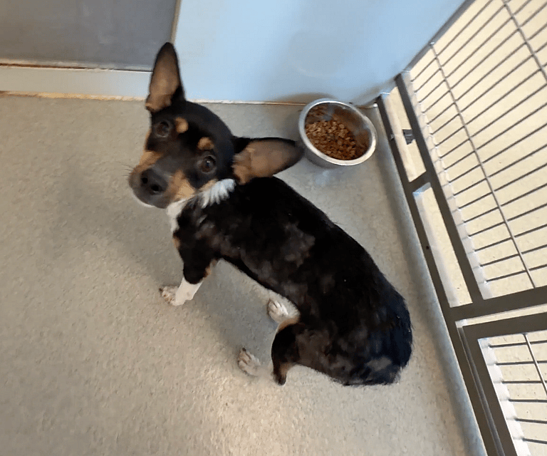 Sitting with dogs 42