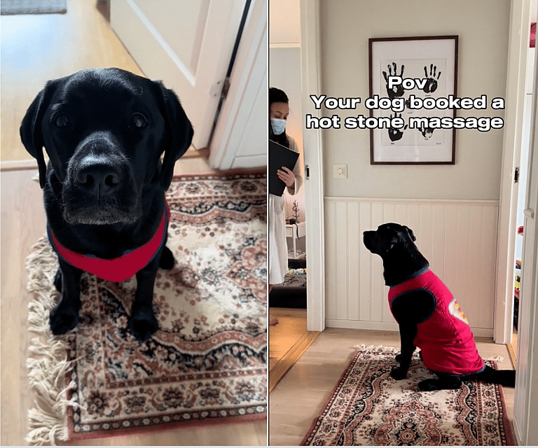Dog’s Relaxed Reaction While Getting A Hot Stone Massage Will Leave You Craving For One