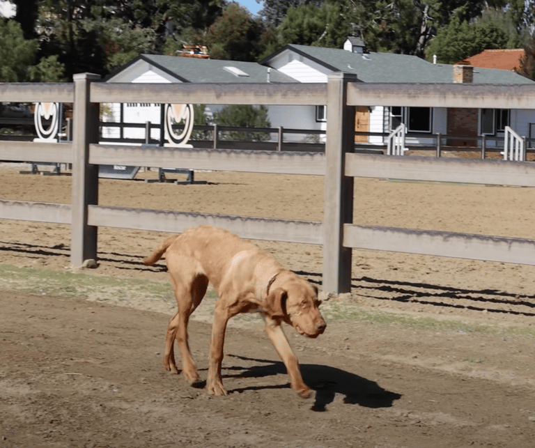 willie in ranch