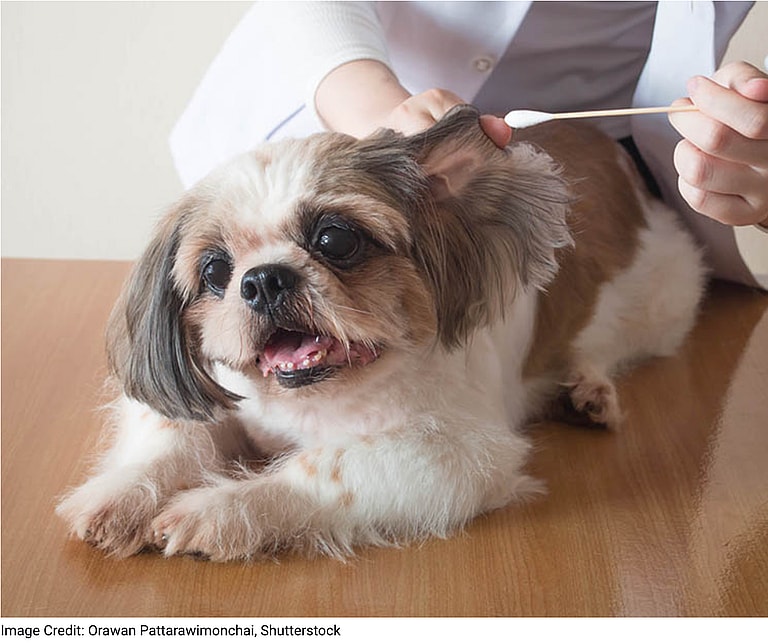 Shih Tzu’s Lifespan
