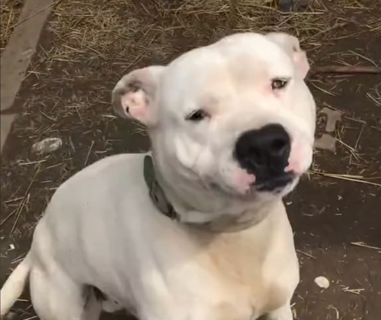 Chained Dog's Incredible Reaction to Human Interaction Will Break Your Heart