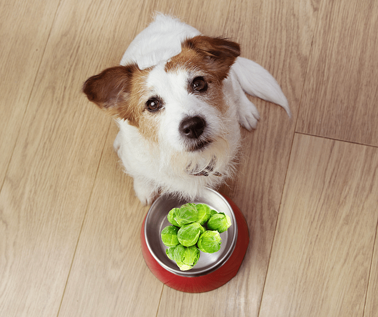 Can Dogs Eat Brussels Sprouts
