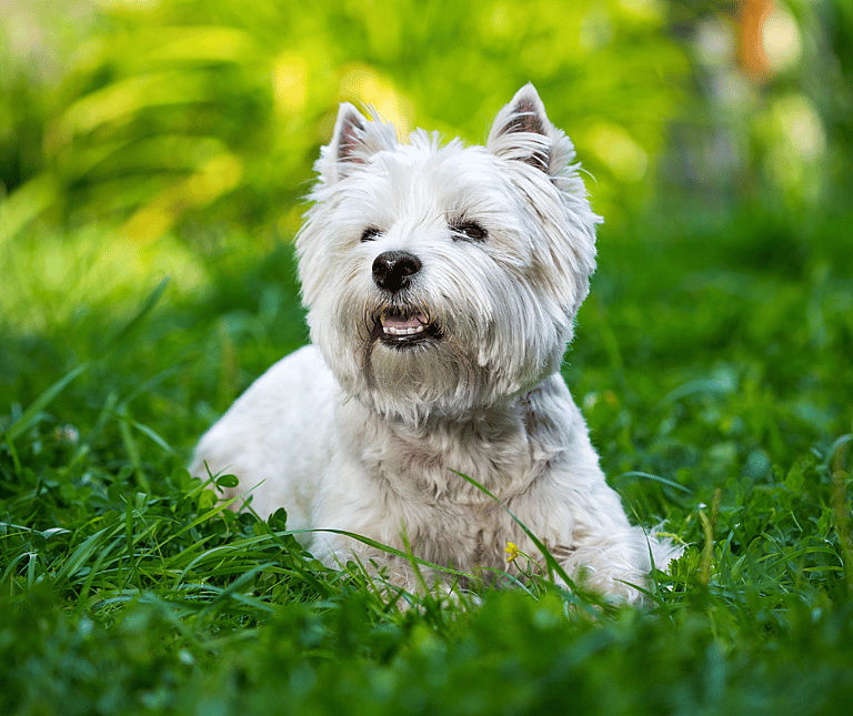 Rat catching dog: Tiny But Mighty: How One Small Dog Breed Revolutionized Pest Control in the 19th Century