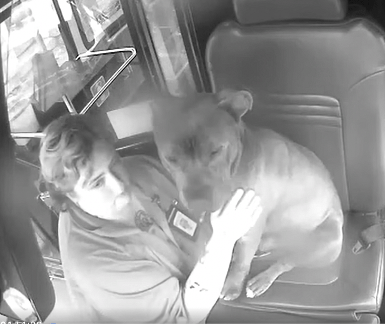 Lost Dog Weaves Through Dangerous City Traffic Until Saved by Kindhearted Bus Driver
