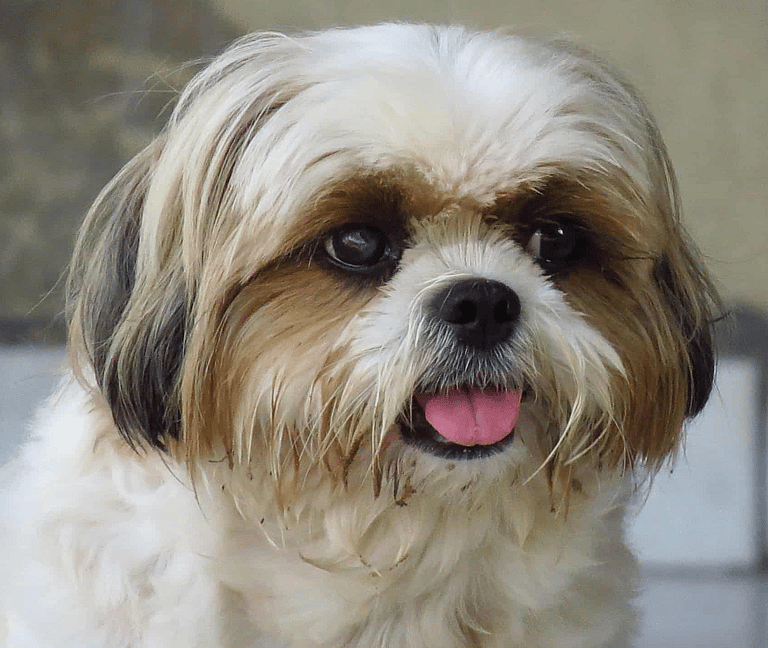 Shih Tzu’s Lifespan