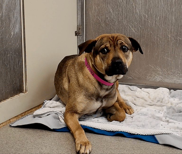 Sitting with dogs 39 - Dory