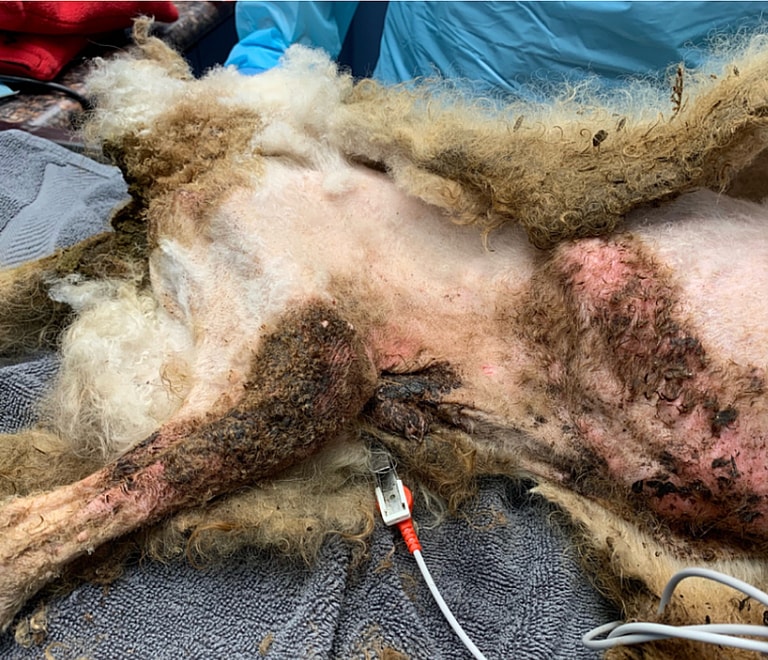 Dog Rescue: Blind 10-Year-Old Poodle Abandoned in Dumpster Has Luckiest Break Ever Thanks to Late Trash Pickup