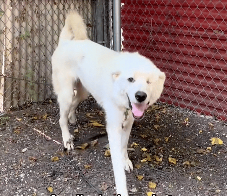 Great Pyrenees Mix Trapped in Shelter for 450 Days - Resource Guarding to Blame, But Will It Keep Him from Finding Love?