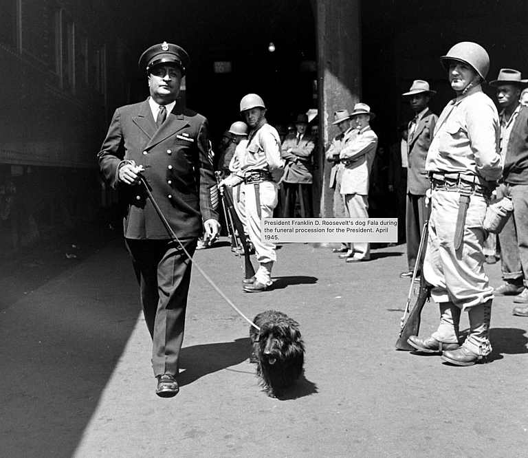 Fala, the Scottish Terrier of President Franklin D. Roosevelt
