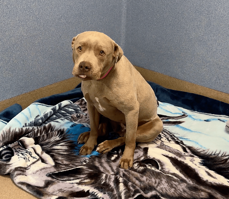 Sitting With Dogs - Star