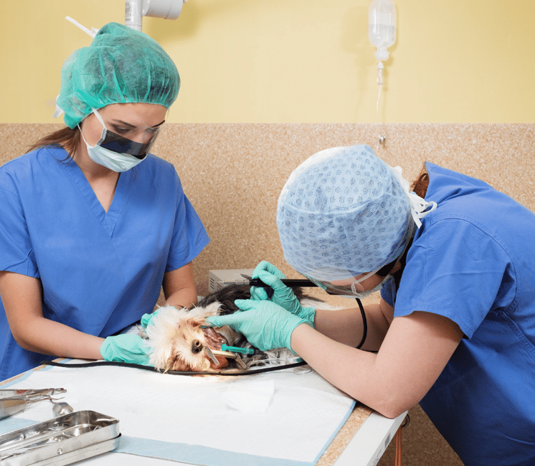 dog root canal