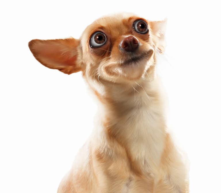 Funny Dog Names