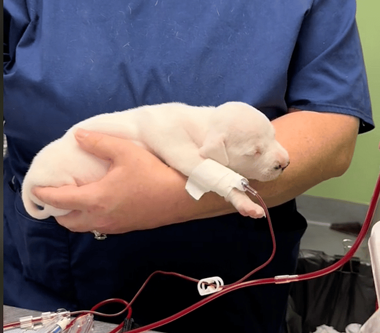 Heroic Shelter Dog Saves Anemic Puppy with Blood Donation, Now Needs a Forever Home