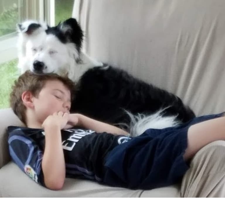 Dog Rescue: This Border Aussie Dog Was About to be Put Down, Until One Woman Changed Her Life
