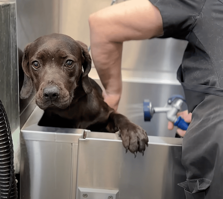 sitting with dogs - Jenny
