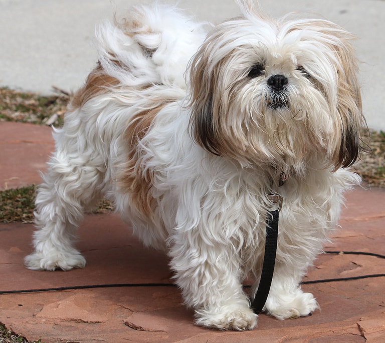 Close up of a leashed Shih Tzu standing on the sidewalk, the Shih Tzu's lifespan ranges between 10-18 years