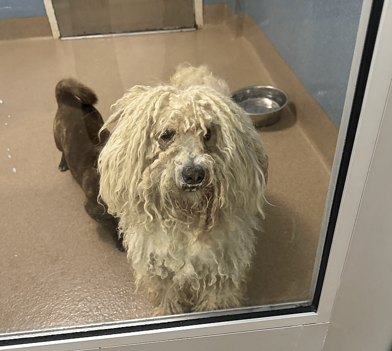 Abandoned Poodle With Dreadlocks & Severe Mats Gets Life Changing Hair Cut. Incredible Transformation