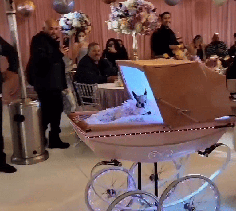 This Dog Quinceañera Will Make Your Heart Melt—Wait Until You See the Cake!